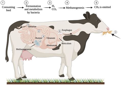 Dairy Cow Health and Methane Emissions | Encyclopedia MDPI