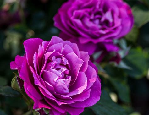 Image result for Flower Digram Using Turtle Python