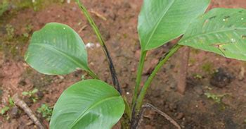 Kristu Jayanti College, Bengaluru