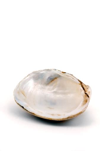 Image result for Clam Inside Shell Empty