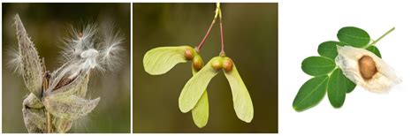 Agents of pollination — lesson. Science State Board, Class 10.