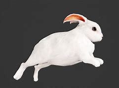 Image result for White Rabbit Ears Hat