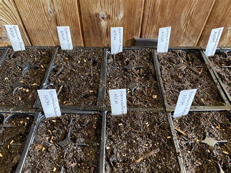 The Ultimate Guide to Seed Starter Soil: Tips for Successful Seed ...