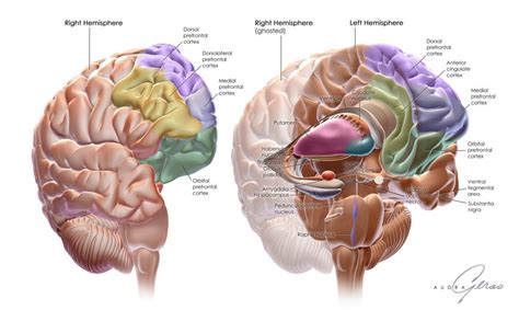 Bildergebnis für anatomy brain