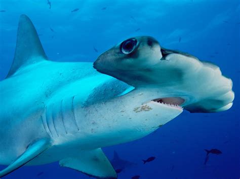 Wo der Weiße Hai im Mittelmeer lauert