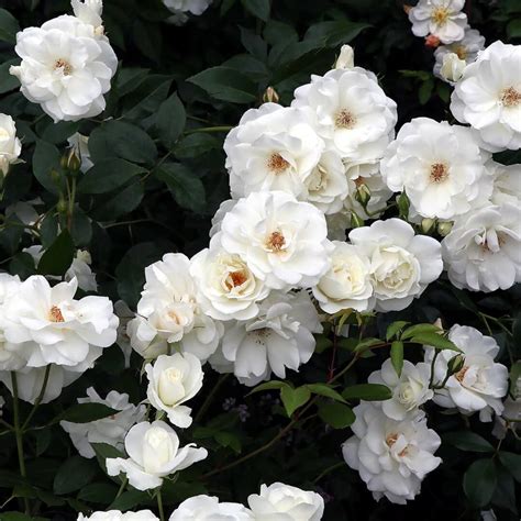 Fastest Climbing Roses 的图像结果