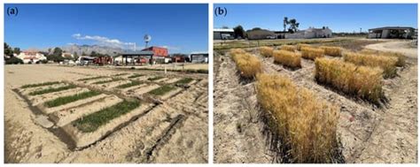 Recirculating Aquaculture Biosolids Are Comparable to Synthetic ...