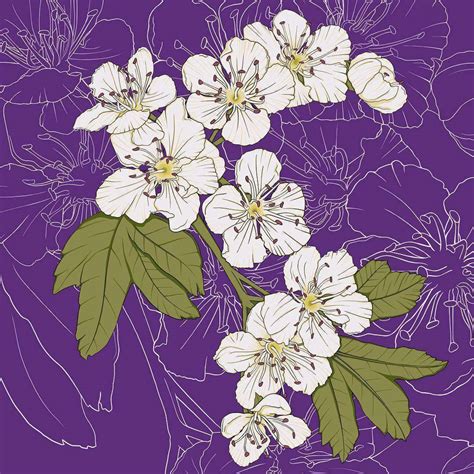 State Flowers: Missouri - Nikki D. May