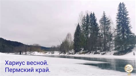 Хариус весной, тонкий Лёд. Пермский край. - YouTube