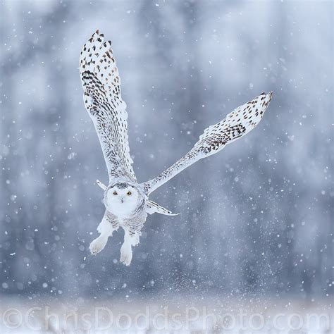 The Snowy Owl: A Deep Dive Into Its Unique Physical Features