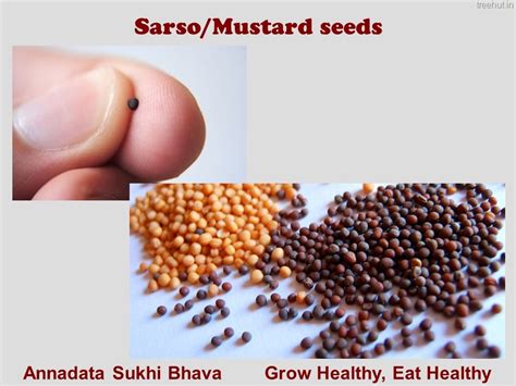 How to Grow Mustard in a Pot?