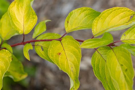 Neon Burst™ Dogwood | First Editions