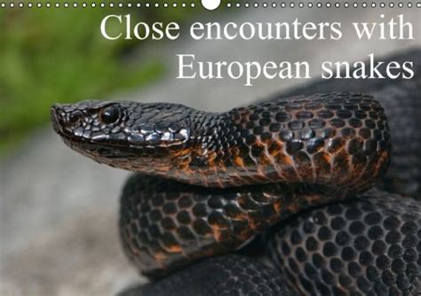 Close Encounters With European Snakes : Dummermuth Stefan: Amazon.in: Books
