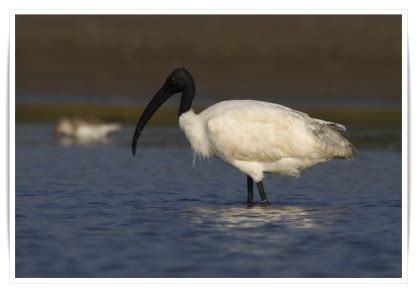 Bird Species | Bhagwan Birsa Biological Park, Ranchi