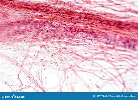 Areolar Connective Tissue Under the Microscope View Stock Photo - Image ...