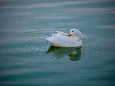 Image result for DuckDuckGo Problems