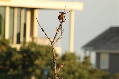 Chicken Scratch: Art | The Review