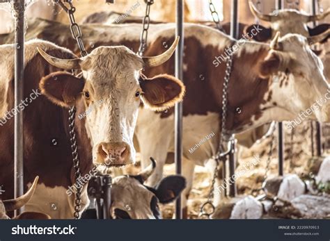 Intensive Farming 的图像结果