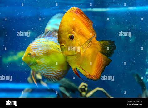 Image result for Turquoise Discus Fish