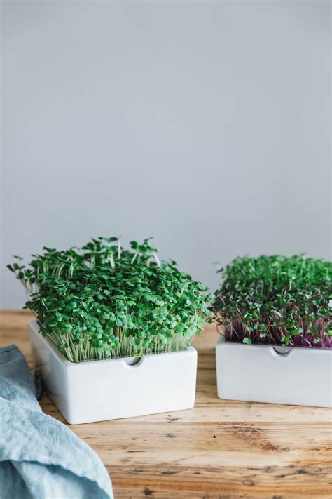 Hummus mit gegrilltem Gemüse & Microgreens · Eat this!