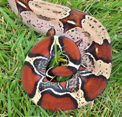 Red Tail Boas As Pets