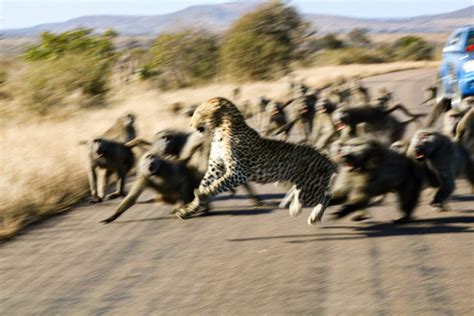 Image result for Baboon Vs Predator