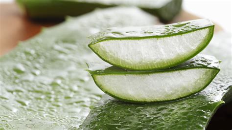 El milagro de la sábila: Preparación casera de crema de Aloe Vera para ...