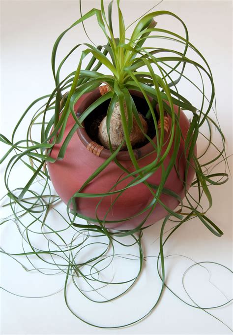 Easy indoor plants: 10 plants for beginners | Homes and Gardens