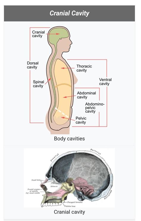 cavity is the hollow space inside the brain box. - Brainly.in