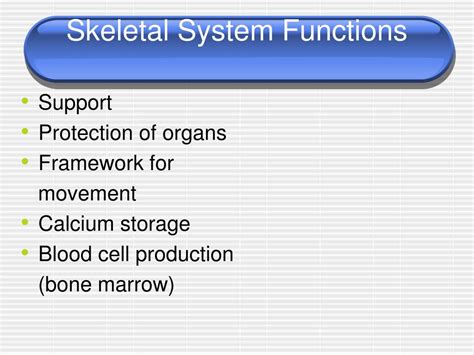Skeletal System Functions 的图像结果