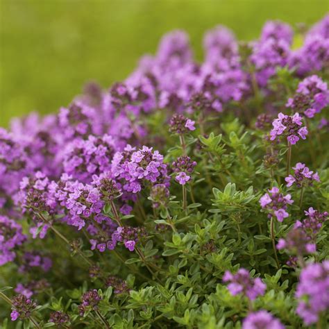 50 Purple Creeping Thyme Seeds - Welldales