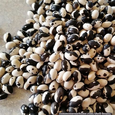 Image result for Shell Beans