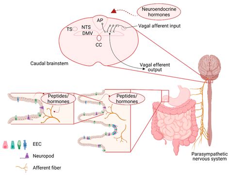 Hypothalamic Nuclei Mnemonic