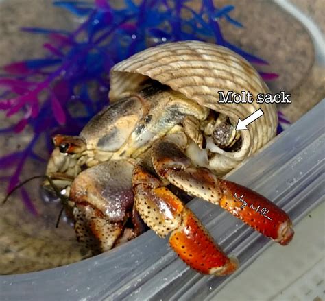 Hermit Crab Molting