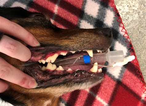 dental | Veterinarian in Smithfield, VA | Smithfield Animal Hospital