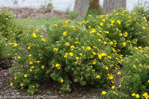 Dakota Sunspot Potentilla