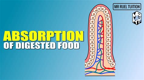 Image result for How Does Digested Food Get into Blood Absorption