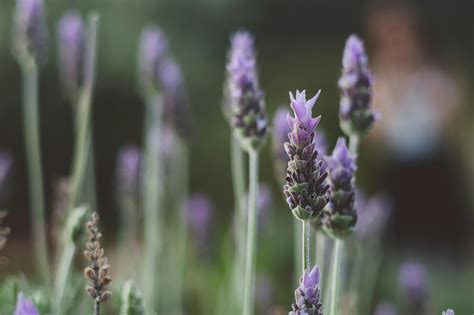What To Plant With Lavender In A Border - PlantopiaHub - Your Ultimate ...