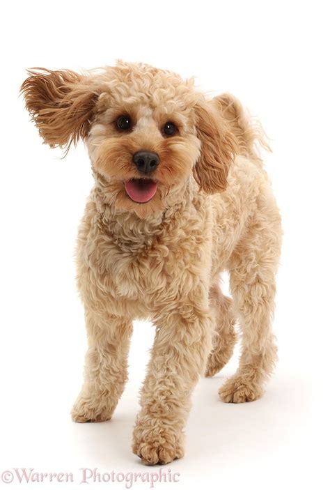 Image result for Dogs 101 Cockapoo