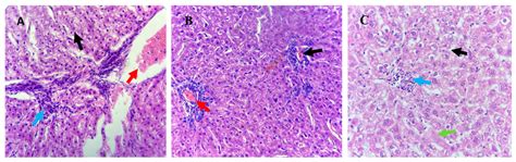 Physiological and Histological Responses of Awassi Lambs to High ...