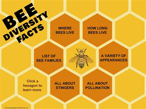 Incredible Facts About Bees | Infographic, Honeybees, Social Insects ...