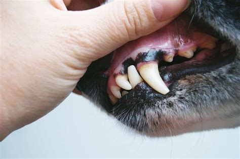 Are Dogs' Gums Supposed To Be Black? What You Need To Know