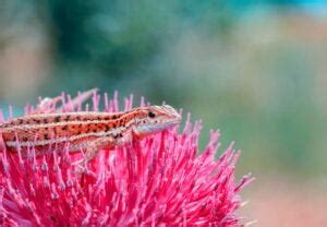 The Evolution of Color Vision in Humans and Animals | Color Meanings