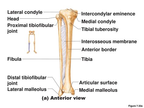 Lateral Condyle Of Tibia