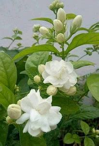 Cloud Farms Jasmine Plant Price in India - Buy Cloud Farms Jasmine ...