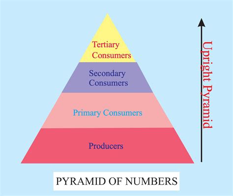 In a grassland ecosystem, if the number of primary producers is ...