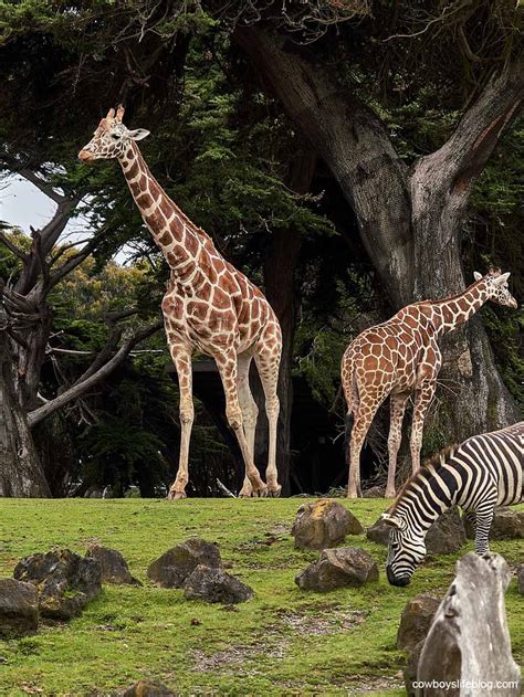 Best Zoos in Texas: 10 To Visit This Year - A Cowboys Life