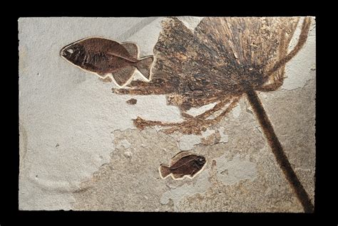 Fossil Fish - Prehistoric 101