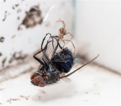 Image result for Spider Web Fly