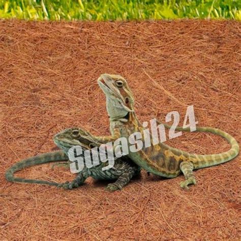 Jual KARPET COCO SHEET ALAS KANDANG TERRARIUM KURA KURA REPTIL - Kab ...